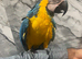 Super Tame Cuddly Talking Blue & Gold Macaw Parrot,4