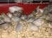 CHINESE PAINTED BUTTON QUAILS !