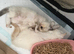 Flame ragdoll kitten