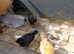 Chickens, chicks and runner ducks