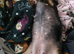 Dachshund Stud Wanted