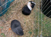 Two smooth coated guinea pigs?