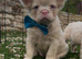 Pink fluffy blue eyed French bulldog