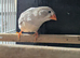 Isabel black cheek hen