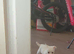 Chihuahua puppies