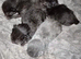 3 gorgeous kittens for sale