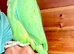 Baby green ring neck talking parrot