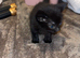 3 beautiful kittens 2 girls 1 boy