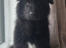 Solid Black Long Hair German Shepherd
