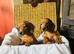 Stunning Daschund pups