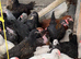 Pullets available in lots of breeds