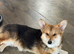 Corgi male and female must go together