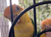 Hand reared caiquies