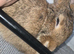 Browh white flemish rabbit