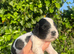 Outstanding cocker spaniel puppies