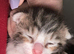 Bengal cross moggy