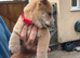 Chow pups ready now papers to hand !!