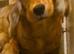 lyncham cocker spaniels