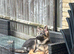 Beautiful 9 month old puppy