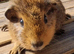 Beautiful Baby guinea pigs for sale