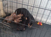 Beautiful litter of dachshund puppies