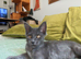 Maine coon kittens