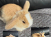 Mini Lop Babies