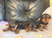 Miniature Yorkshire terrier / yorkie
