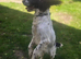 Spaniel bitch
