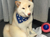 Shiba inu