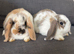 Lovely soft fluffy friendly mini lops