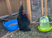 Pair of black booted bantam