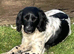 Springer spaniel KC registered