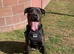 Cane corso for sale