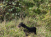 Patterdale bitch working