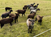 Coloured Ryeland Lambs.