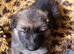 Really Beautiful tri colour German Shepherd puppies.