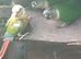 Mixed conures  due to time waster