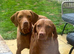 KC top lines Hungarian Vizsla Puppies