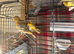 Young fife canaries