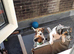 Adorable Chunky puppies