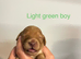 Cockapoo puppies