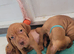 kc hungarian vizla pups (10 weeks old) had both vaccinations