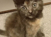 Maine coon x Ragdoll kittens Available now!