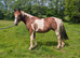 Coloured welsh x sport horse