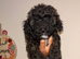Beautiful Poochon Puppies - 1 boy & 2 girls available