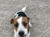 Traditional jack russell puppies.