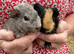 Beautiful Pair of Baby Guinea Pig Boars