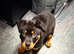 11wks Old Rottweiler Puppy