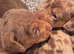 Dachshund puppies